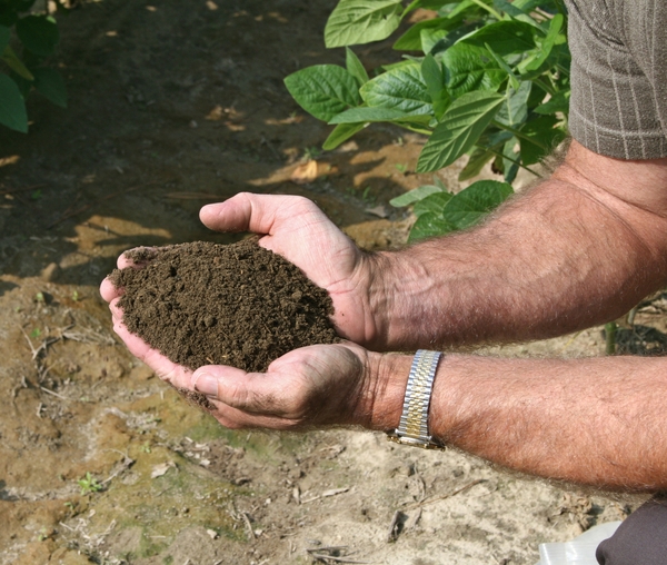 Person holding granular soil in two cupped hands