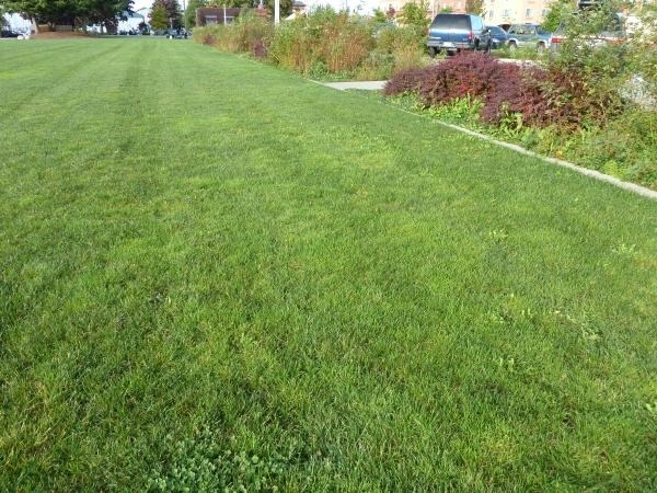 large are of green grass with side margin filled with a variety of taller plants