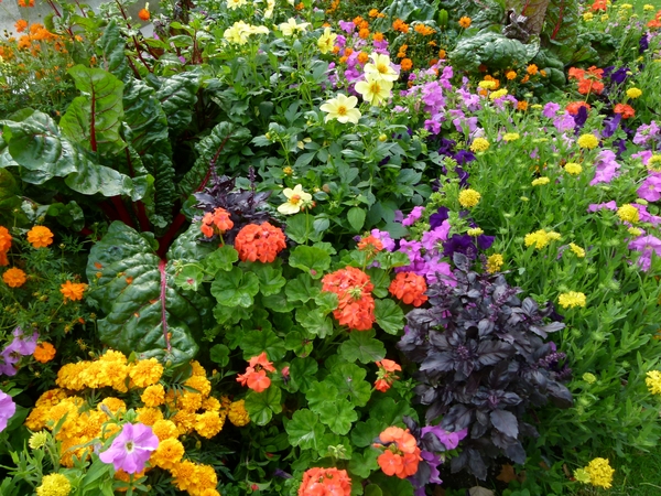 Ornamental flower garden with herbs and chard interplanted