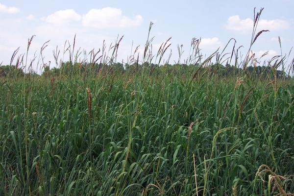 Thumbnail image for Supplementation of Native, Perennial Warm-Season Grass Hays and Annual Corn Silages and Preference Among Silages of Annual Grasses: Dry Matter Intake and Digestibility