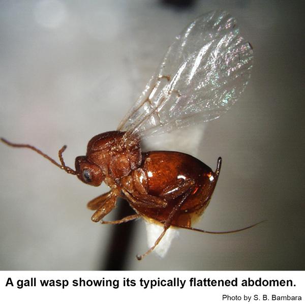 A typical female gall wasp.