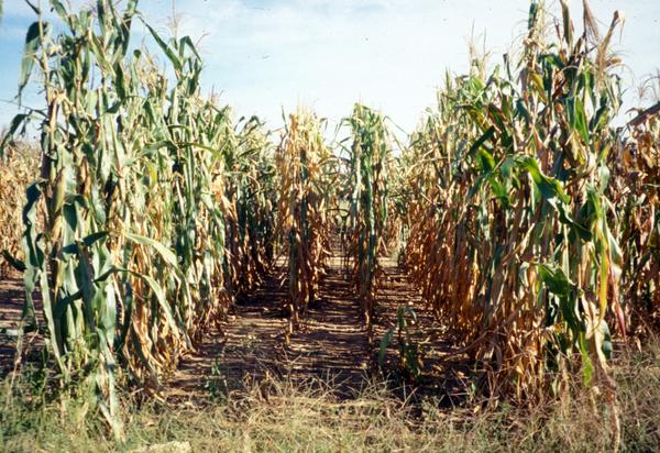 Photo of corn growing in a field.