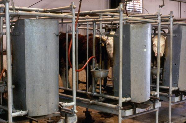 Photo of steers in the experimental digestion facility.