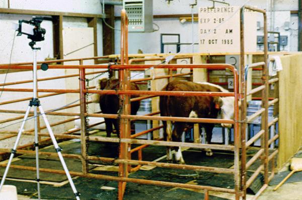 Photo of steers in the experimental preference facility.