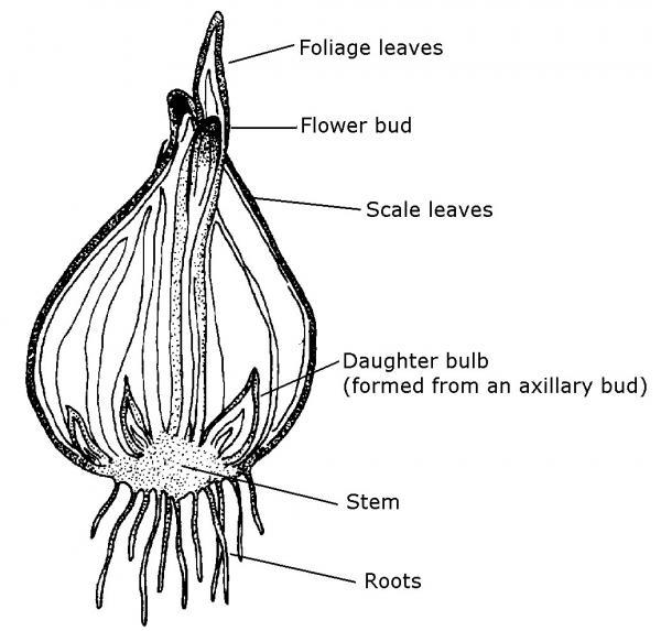 bulb drawing with labeled stem, roots, buds, and leaves