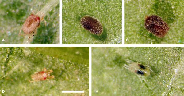 Mites infected with fungus and healthy mite.