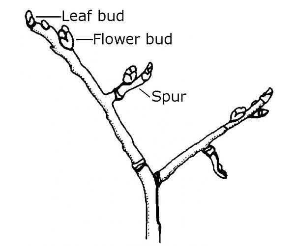Drawing of a stem with labeled leaf bud, flower bud, and spur.
