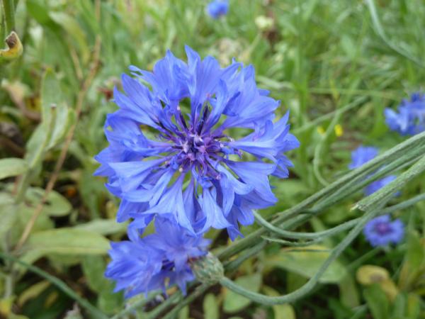 blue flower viewed up close