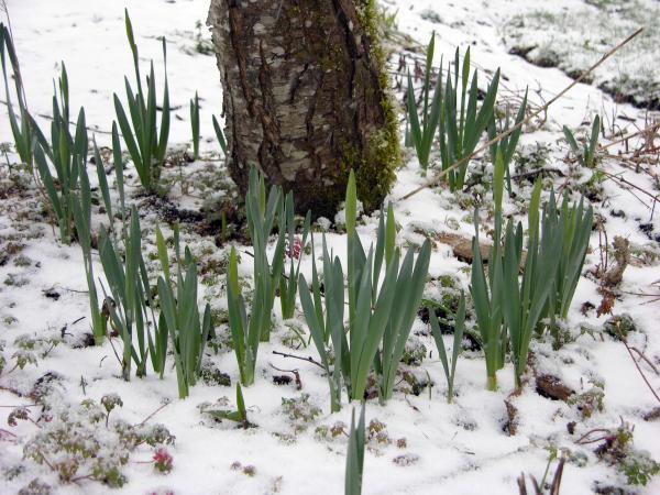 bulbs emerging after winter with visible snow on ground