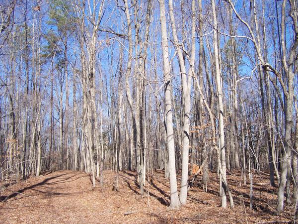 Thumbnail image for Forest Land Enhancement Practices in North Carolina