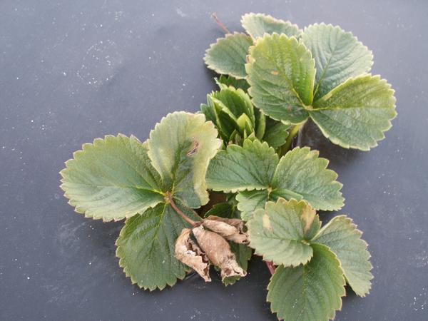 Strawberry leaves with light discolored areas on edge