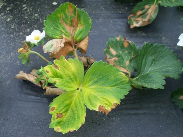 Strawberry plant with yellow leaf and brown spots