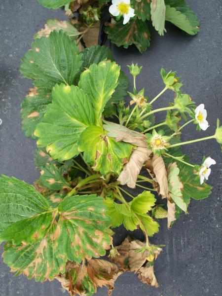 Strawberry plant with dead brown areas on leaf