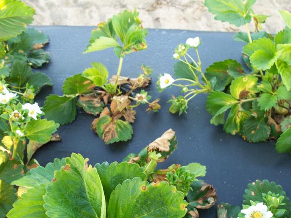 Strawberry plant with damaged brown tissue.