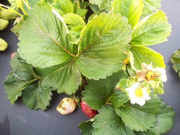 Strawberry plant with leision on fruit and flower