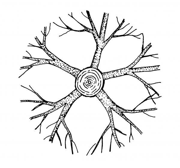 radial attachment scaffold branches illustration