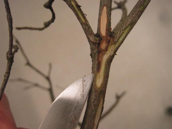 knife scraping a small branch