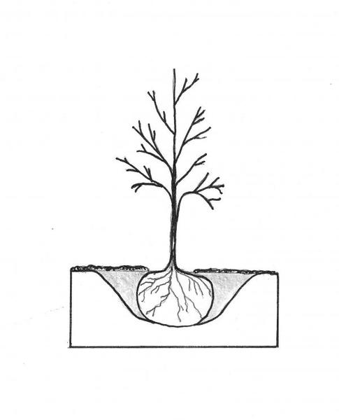 drawing of new tree in the ground