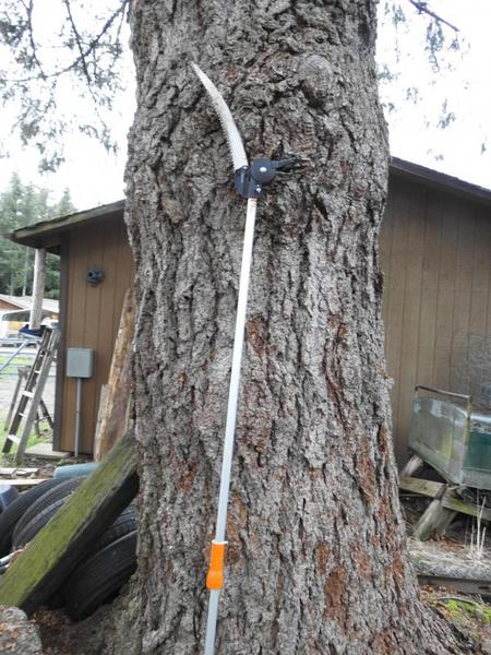 pole pruner being used on large tree