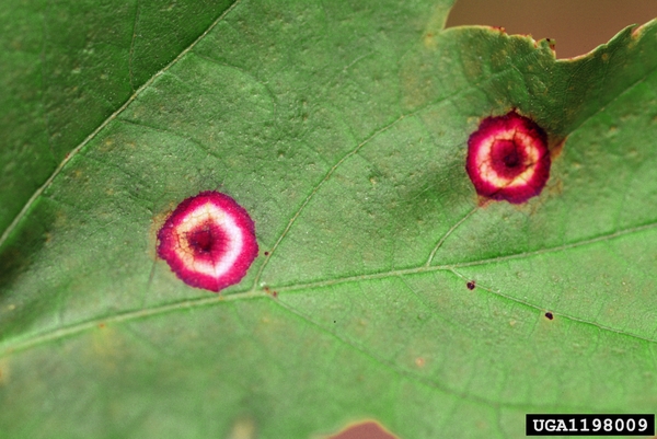 A red circle, with white inner circle, & red inside spot on leaf
