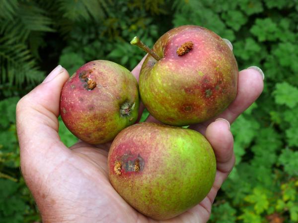 apples with holes from codling moths in the palm of someone's hand