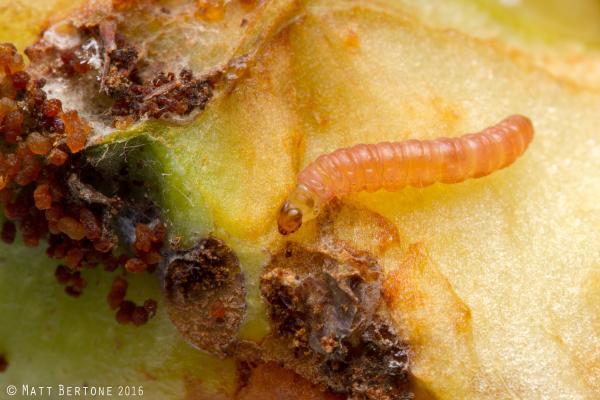 oriental fruit moth larva on a piece of fruit