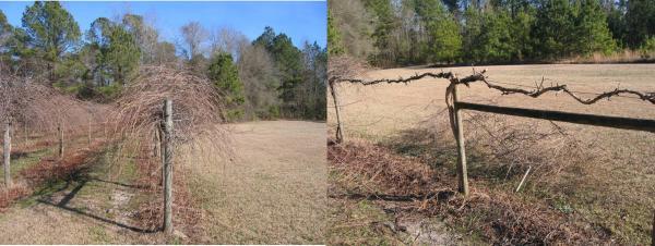before after pruning
