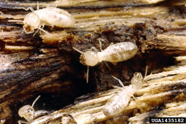 Subterranean termite workers