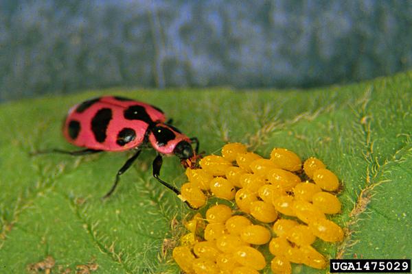Spotted lady beetle (Coleomegilla maculata).
