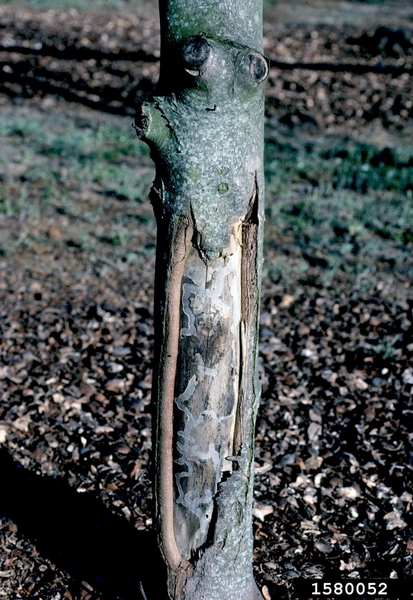 A tree with bark removed/damage, showing winding tunnels