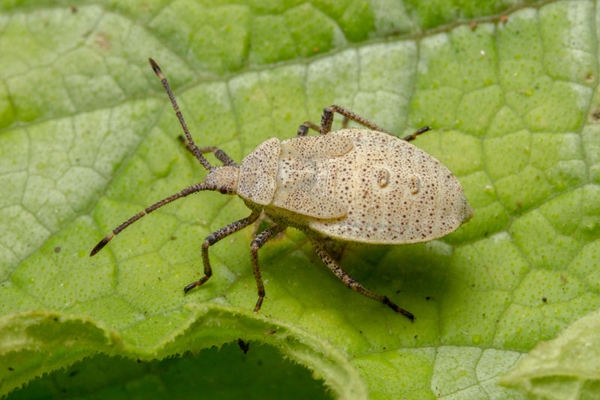 A light brownish, shield-shaped squash bug nymph on a leaf.