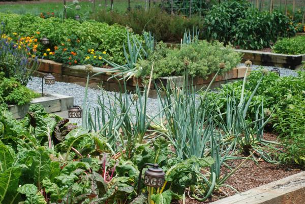 An organic vegetable garden that is just as product