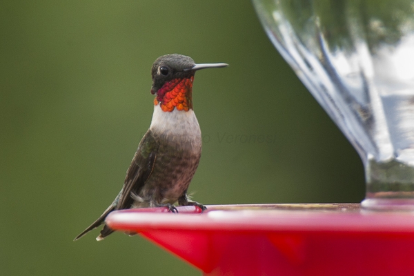 Ruby-throated hummingbird perched on red part of feeder