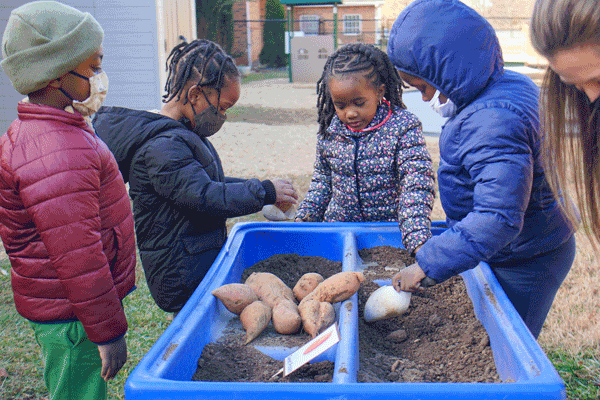 Young children play with sweet potatoes and soil in a raised bed.