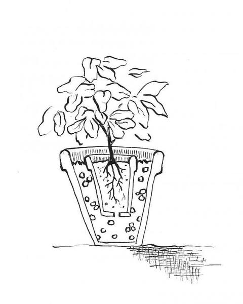 double potted plant sketch