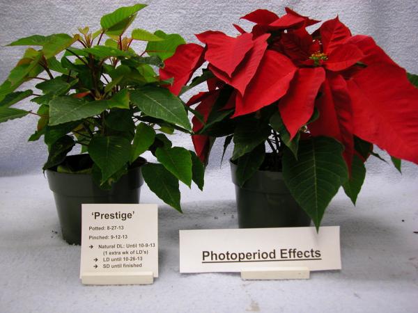 poinsettia on left has green leaves, poinsettia on right has red leaves