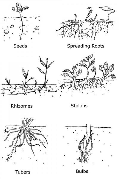 drawings of seeds, spreading roots, rhizomes, and stolons