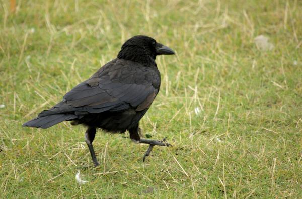 crow walking in grass