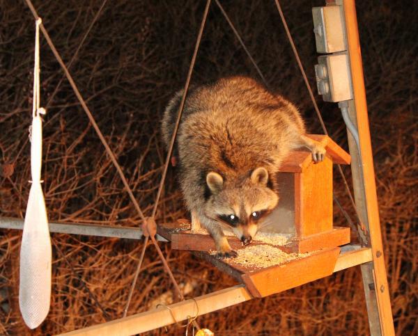 raccoon raiding bird feeder