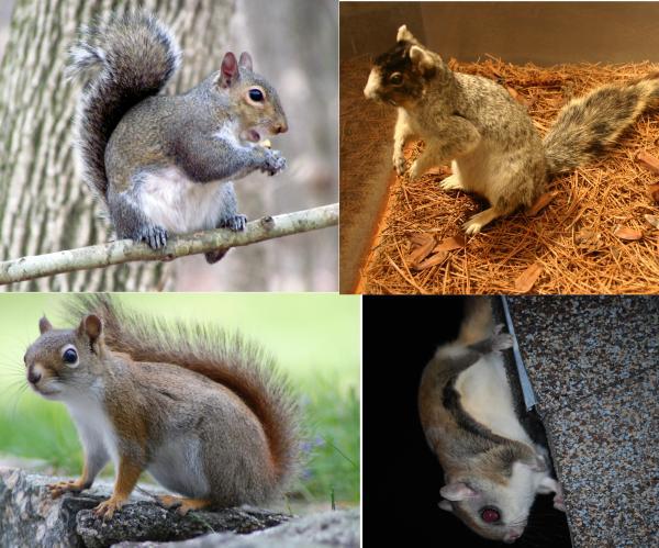 squirrels in North Carolina