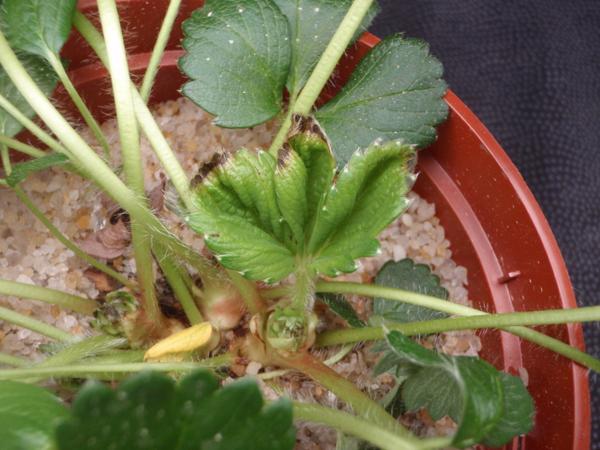 Initial leaf necrosis of the newly developing leaves with calciu
