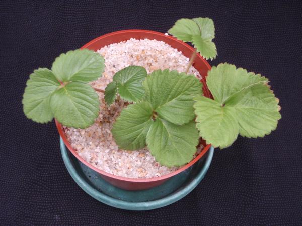 Thumbnail image for Strawberry Nitrogen (N) Deficiency