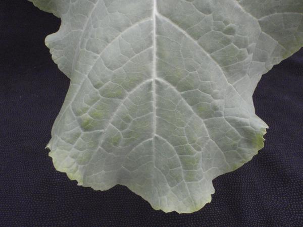 Photo of a leaf with marginal yellowing on lower foliage