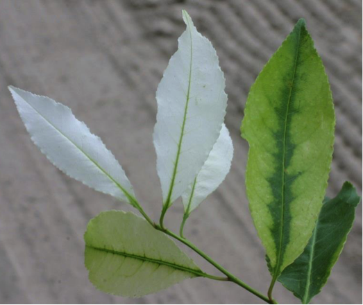 Serviceberry foliage bleached by exposure to clomazone vapor dri
