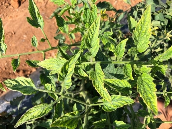 Mottled tomato leaves with blotchy light and dark spots (mosaic pattern)