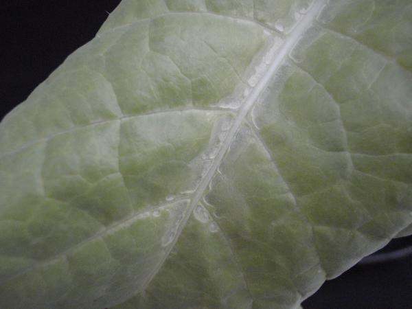 Photo of leaf showing cracking along the leaf midrib