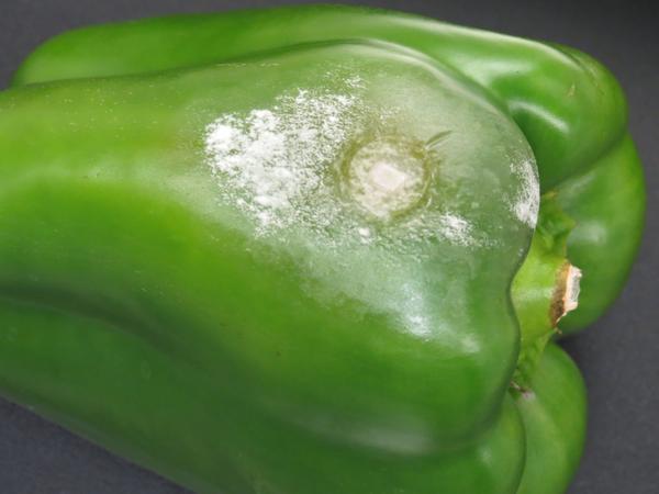 Fruit rot in pepper caused by Phytophthora capsici.