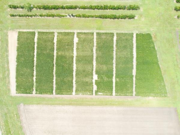 Aerial view of soybean cyst nematode damage in research plots
