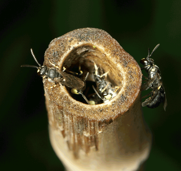 Bees emerging from the end of a stem nest.