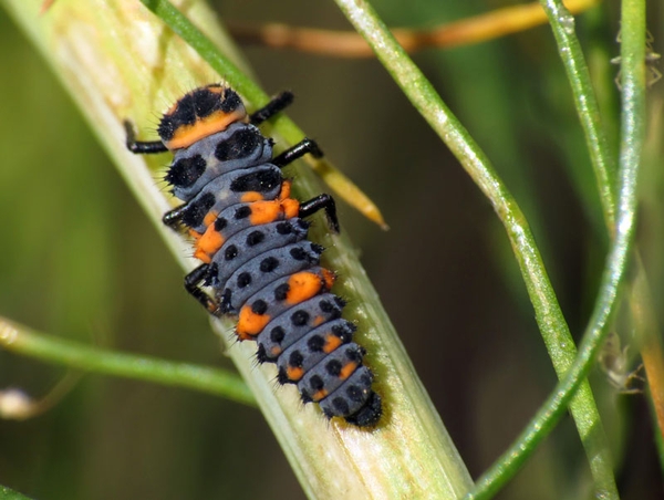 Lady beetle larva that is mostly black with red spots and slightly furry patches.